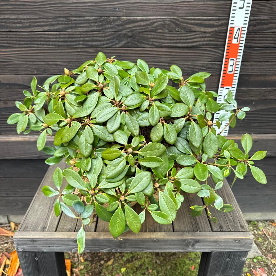 キバナシャクナゲ/小葉性/大株【現品発送】管理70853