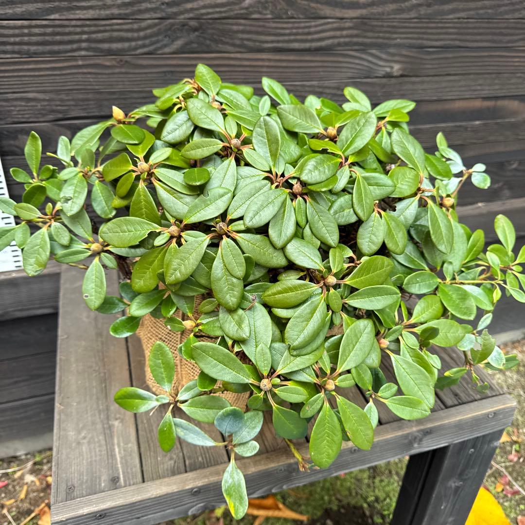 キバナシャクナゲ/小葉性/大株【現品発送】管理70853