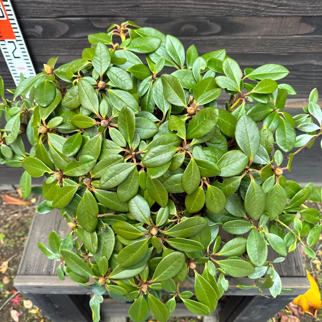 キバナシャクナゲ/小葉性/大株【現品発送】管理70853