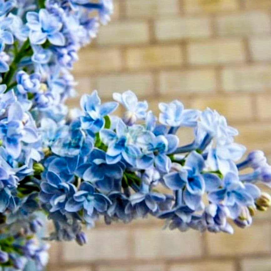 ローズ【八重咲き】ライラック『プレジデントグレイビー』フランス直送♪