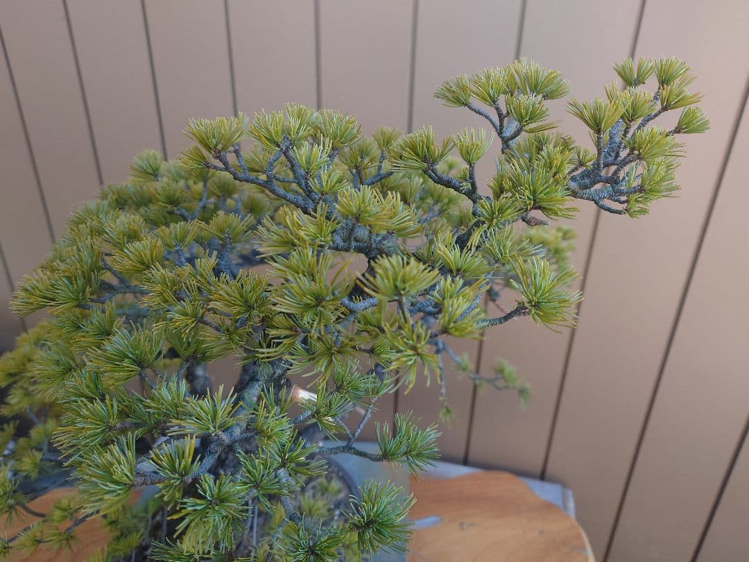 盆栽　五葉松　樹高50cm