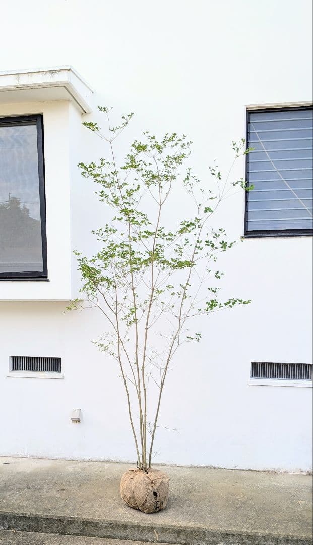 ジャンケンさま専用。山採りドウダンツツジ。