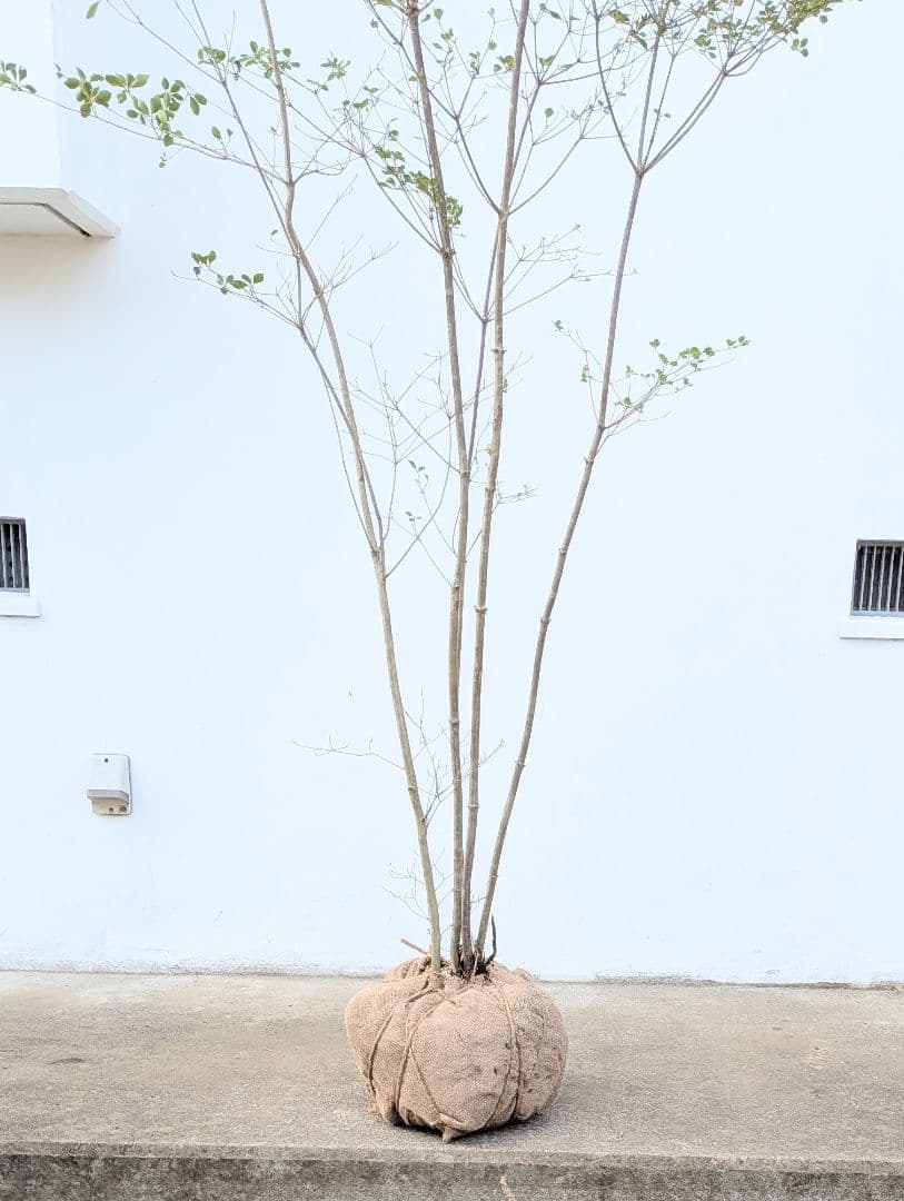 ジャンケンさま専用。山採りドウダンツツジ。