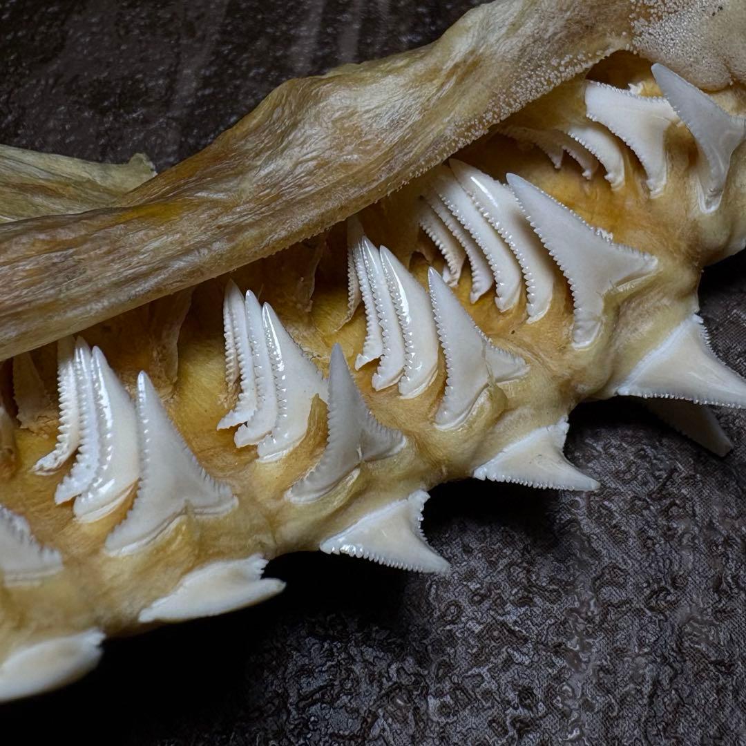 ホホジロザメ ホオジロザメ 鮫 サメ 歯 顎 アゴ 骨格標本