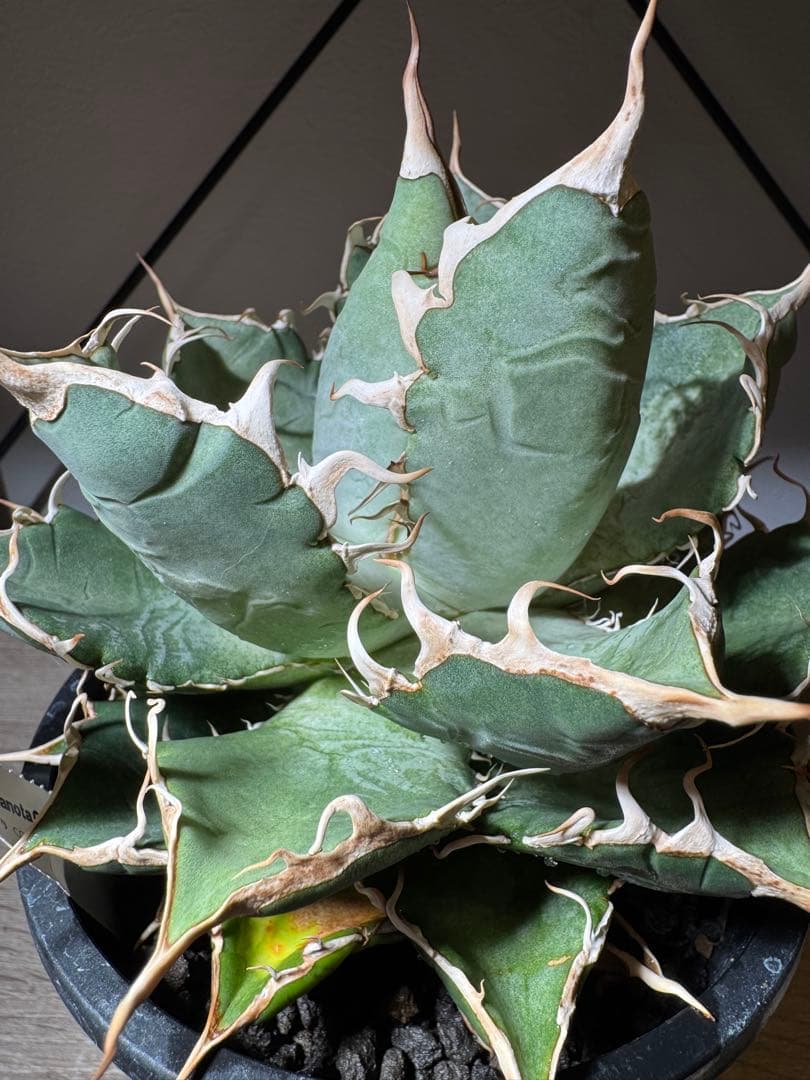 CACTUS GREEN アガベ　チタノタCG1 コレクション株