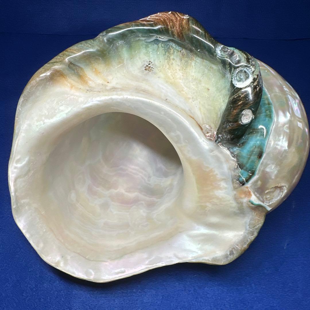 特大　夜光貝　真珠磨き　インテリア　　飾り物　　　アクセサリー　オブジェ
