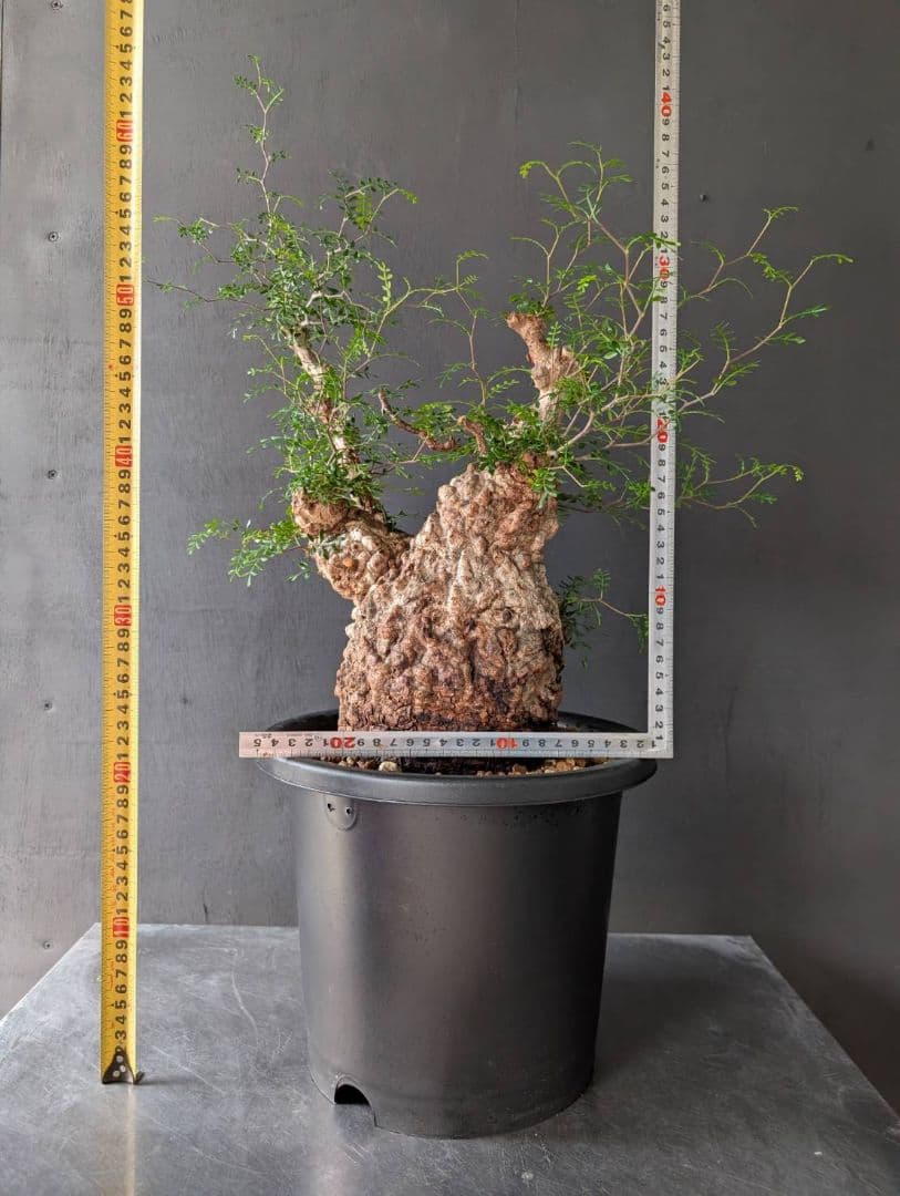 オペルクリカリアパキプス ベアルート 発根 発根管理 塊根 コーデックス