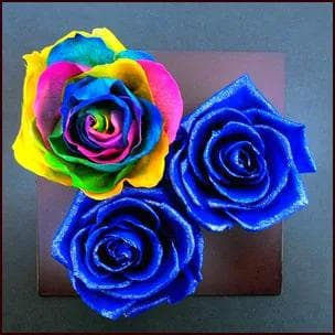 【高級プリザーブドフラワー】オランダ輸入レインボーローズ　ブルーローズ フレーム