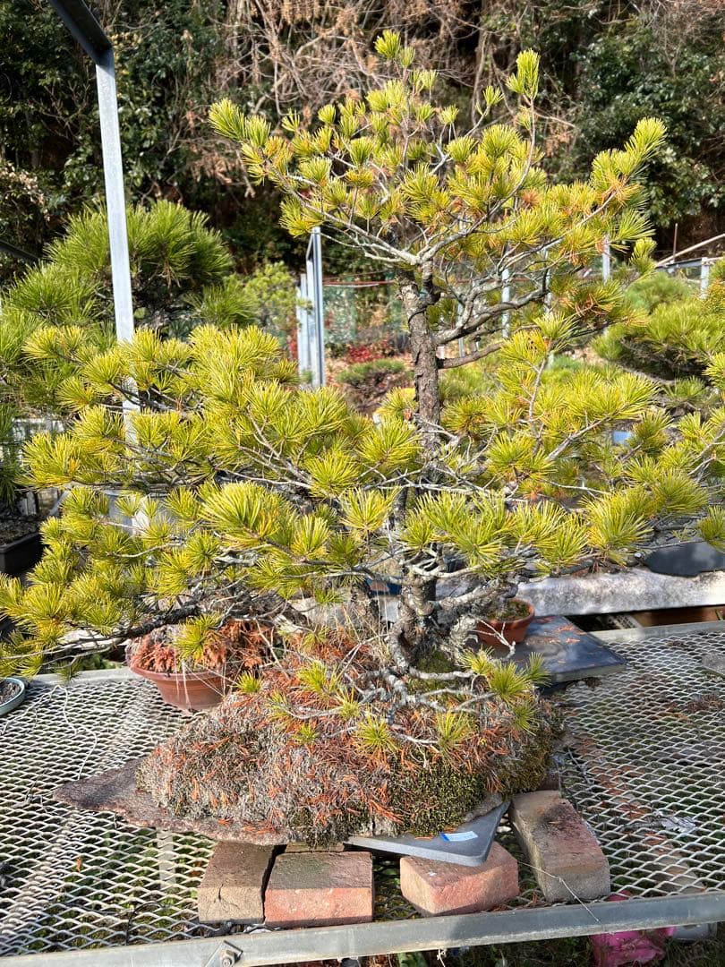 五葉松盆栽　迫力の根張り・古木感あり・蔵馬石希少