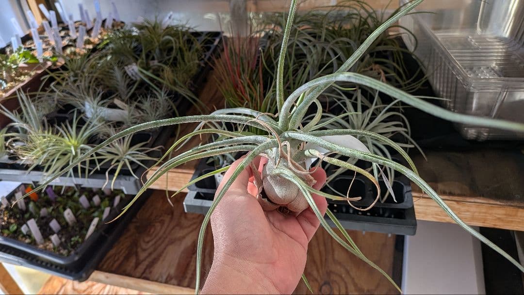 チランジア The Perfect Blend