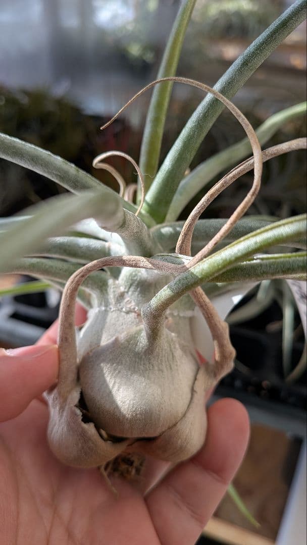 チランジア The Perfect Blend