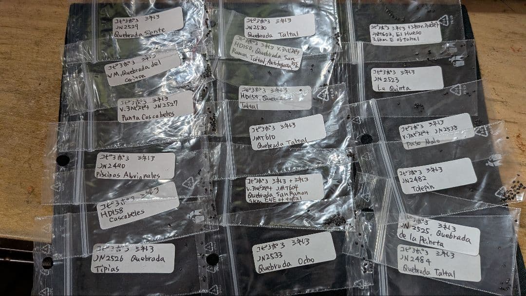 コピアポア種子　在庫整理のため 2025年春輸入種子 100粒セット