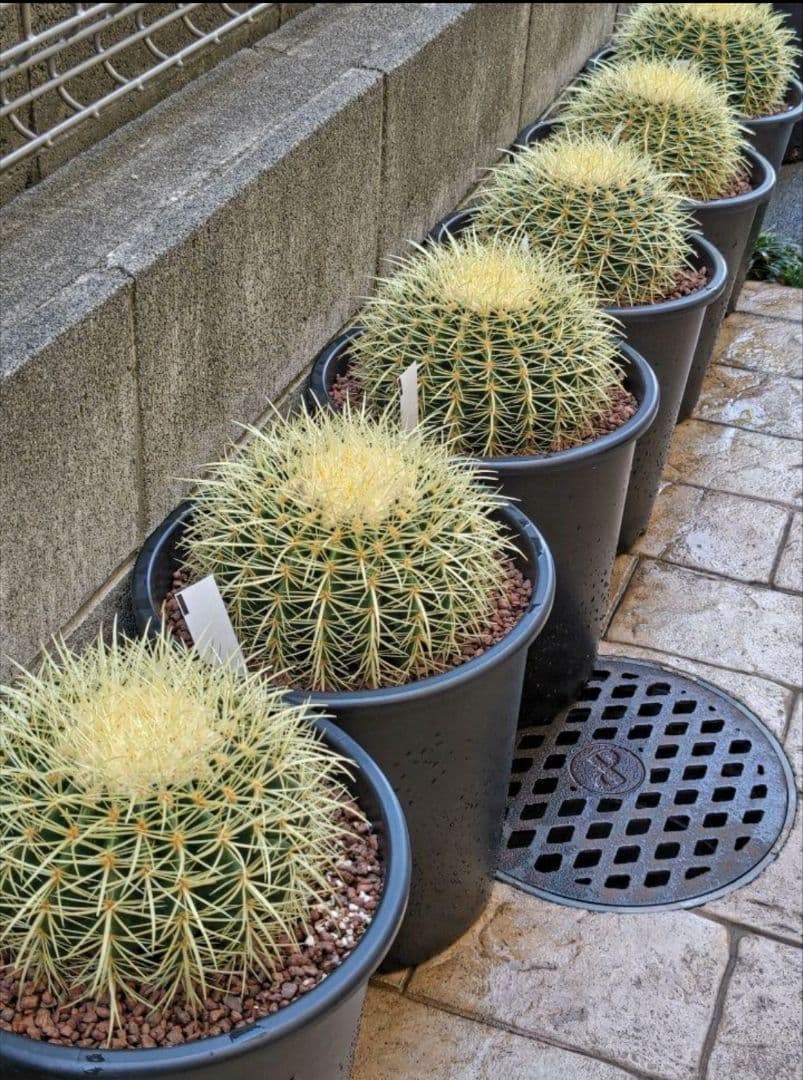 金鯱 サボテン キンシャチ 8号 ロックガーデン 逸品 観葉植物 エキノカクタス