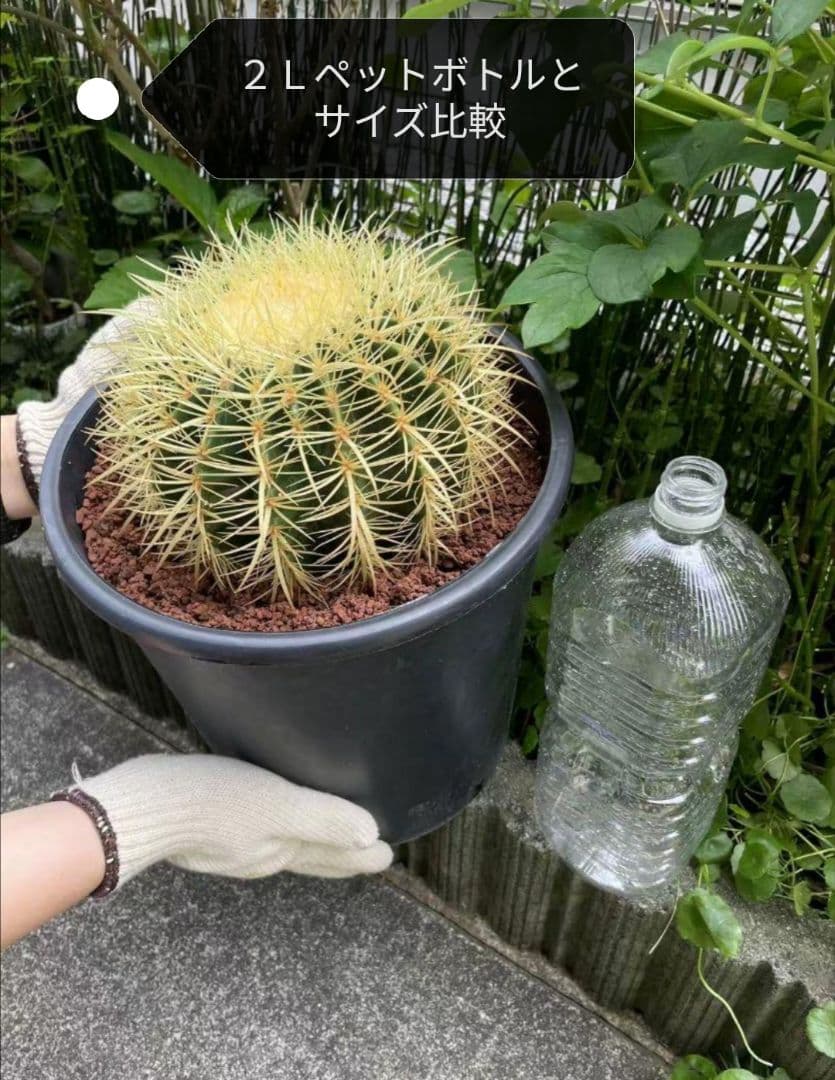 金鯱 サボテン キンシャチ 8号 ロックガーデン 逸品 観葉植物 エキノカクタス