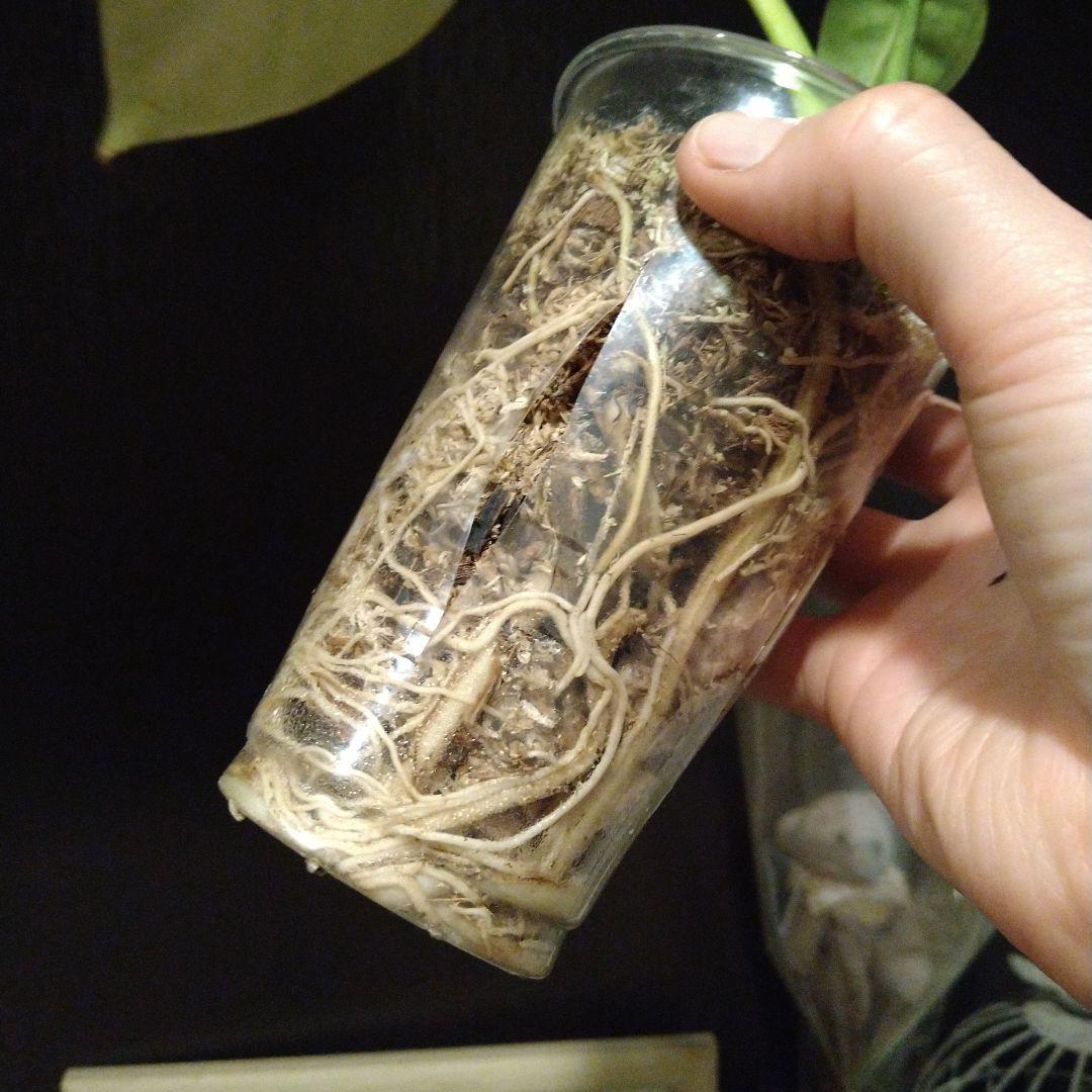 モンステラ　ホワイトモンスター　テンシンラン