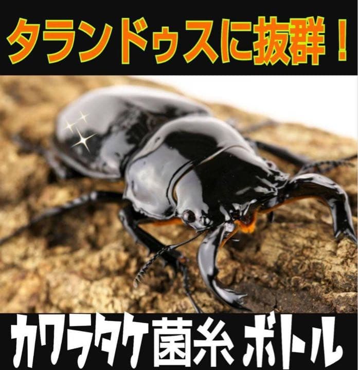 極上！カワラ菌糸瓶【4本】タランドゥス・オウゴンオニクワガタ・レギウスが巨大化！