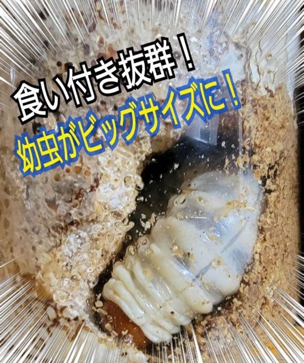 極上！カワラ菌糸瓶【4本】タランドゥス・オウゴンオニクワガタ・レギウスが巨大化！