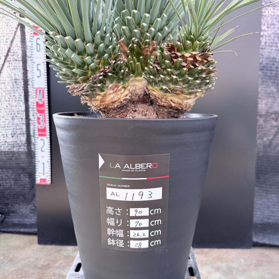 【AL1193】ユッカ　ロストラータ　 トリプルヘッド