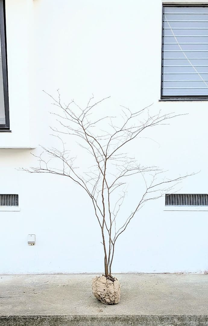 清水湧く如く。山採りシロモジ。