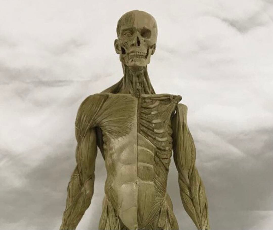 ANATOMY・MALE 1/3 人体模型