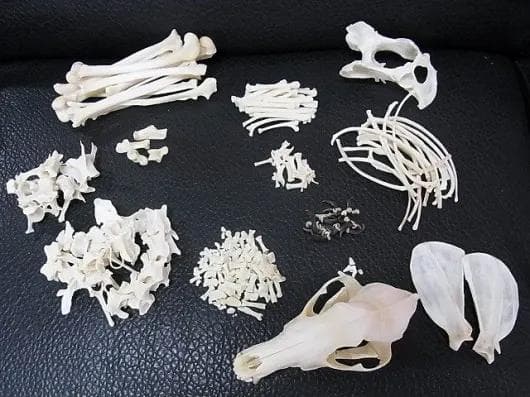 コヨーテ 全身骨格標本