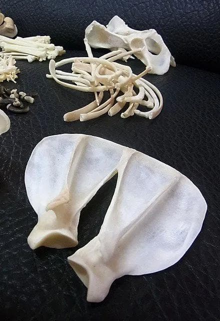 コヨーテ 全身骨格標本