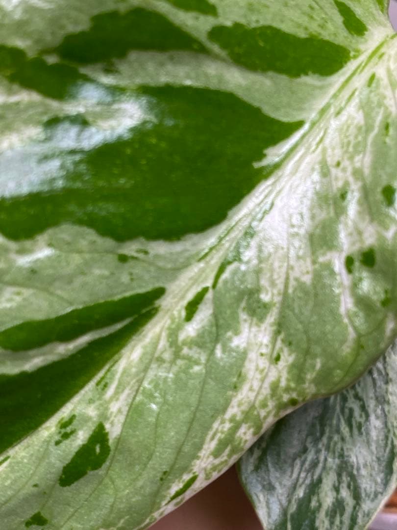 ②【将来有望株‼️】モンステラ　デリシオーサ　バルバソー　フシギダネ/ベトシオーサ