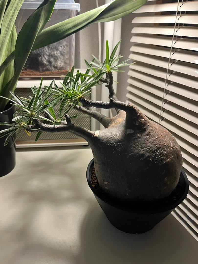 【Lsize】パキポディウム•グラキリス