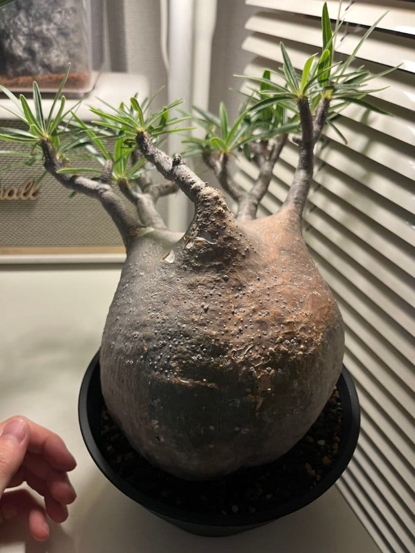 【Lsize】パキポディウム•グラキリス