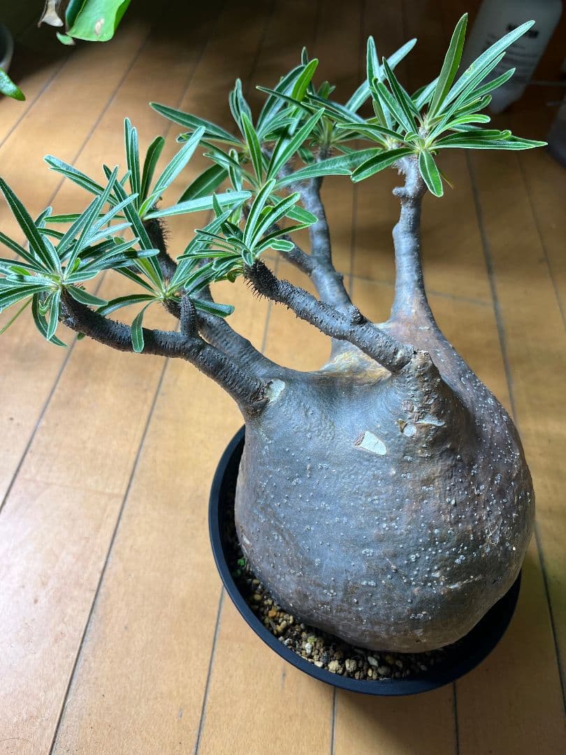 【Lsize】パキポディウム•グラキリス