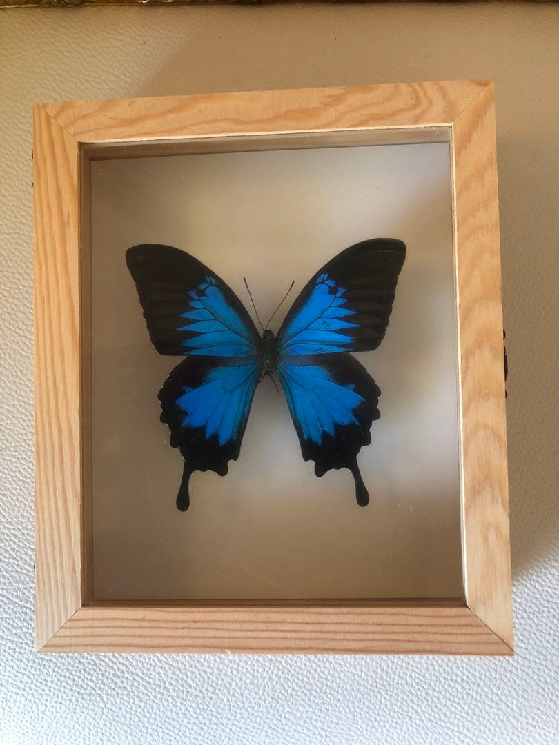 【魔術品】幸運の青い蝶 ユリシス標本 スペイン現役魔女作製 金運愛情運アップ