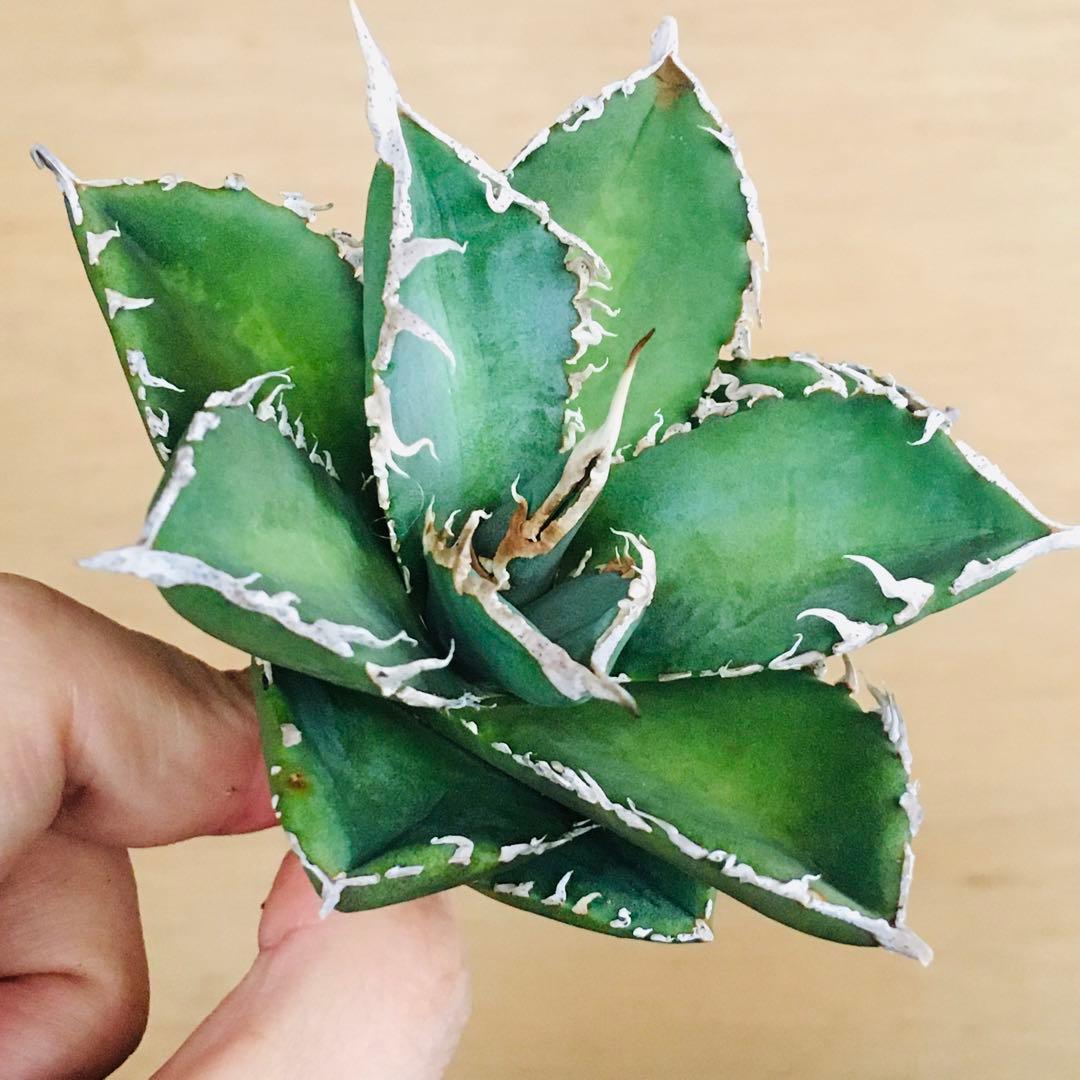 【稀少】2 巨歯鮫 巨歯鯊 メガロドン TC株 特選 アガベ チタノタ