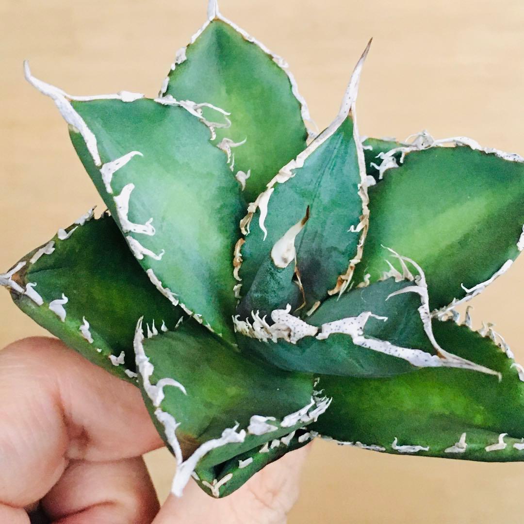 【稀少】2 巨歯鮫 巨歯鯊 メガロドン TC株 特選 アガベ チタノタ