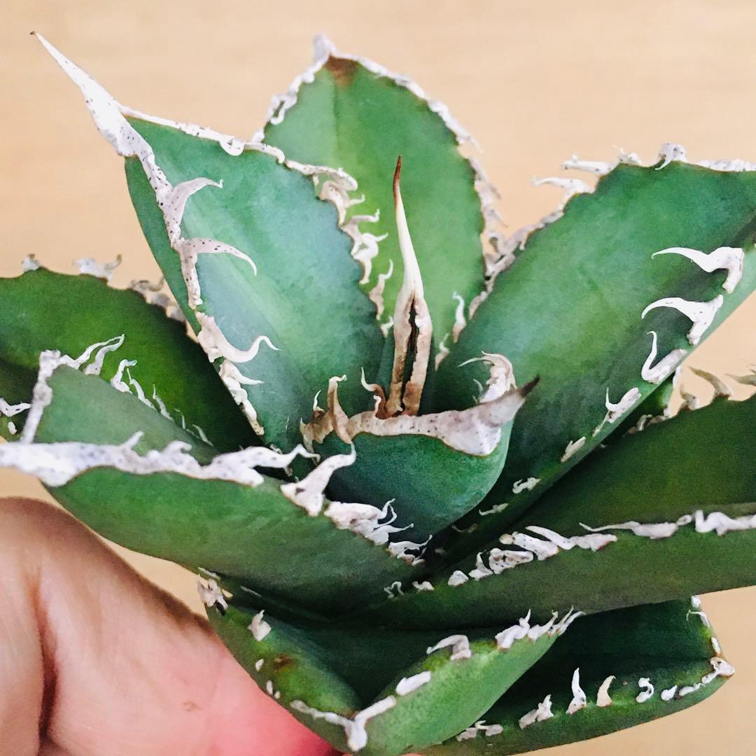 【稀少】2 巨歯鮫 巨歯鯊 メガロドン TC株 特選 アガベ チタノタ