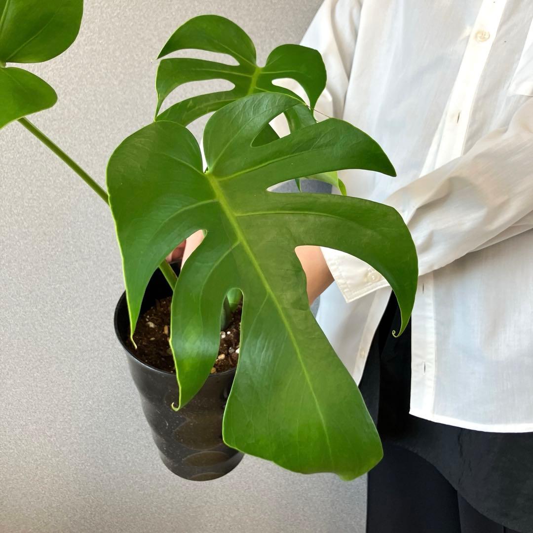 超絶希少❗️モンステラ　デリシオーサ　スケルトン✨