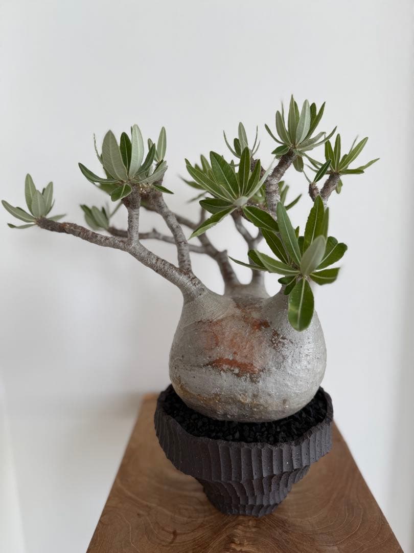 パキポディウム グラキリス 良型 大株 現地球 発根済み