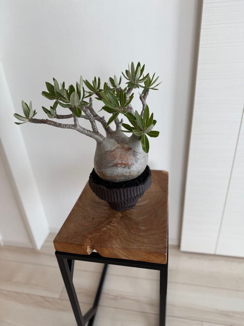 パキポディウム グラキリス 良型 大株 現地球 発根済み