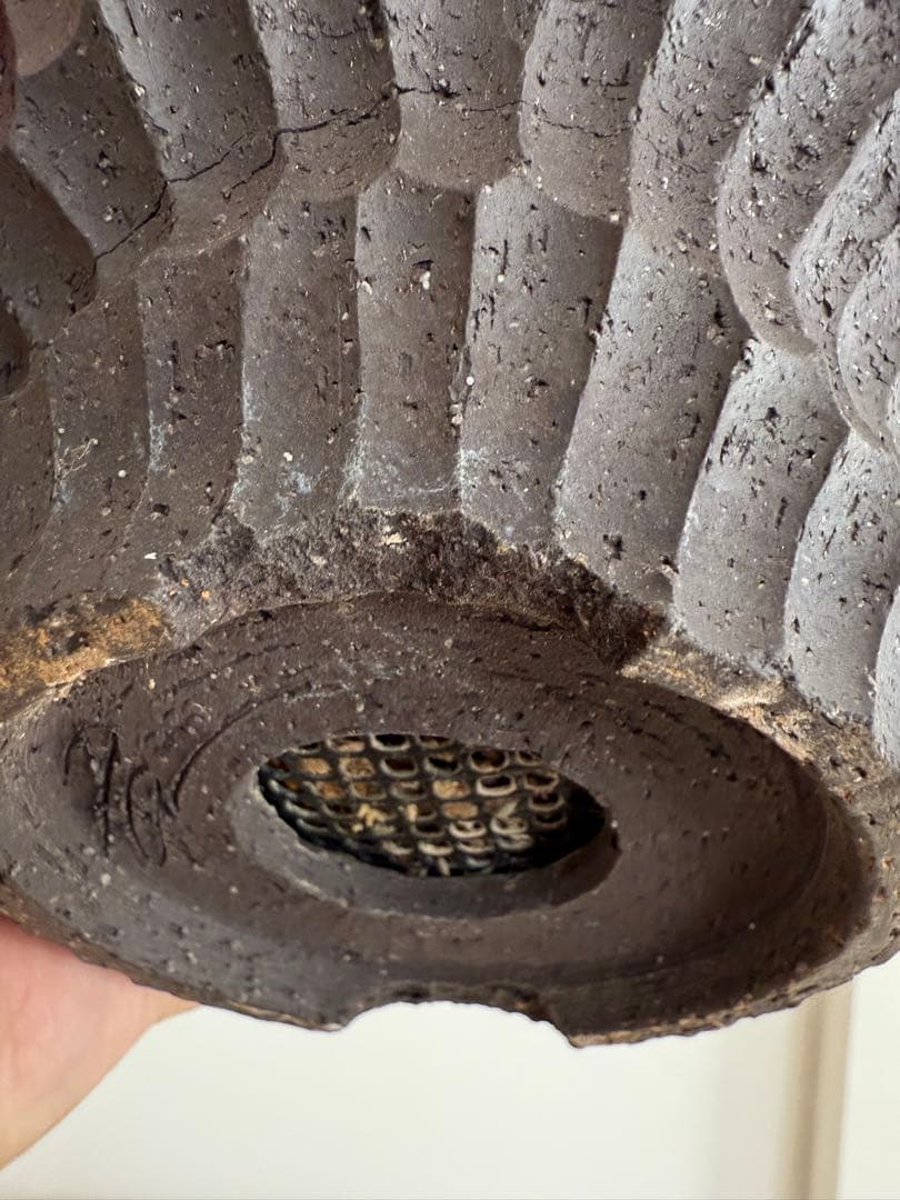 パキポディウム グラキリス 良型 大株 現地球 発根済み