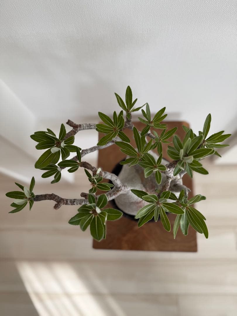 パキポディウム グラキリス 良型 大株 現地球 発根済み