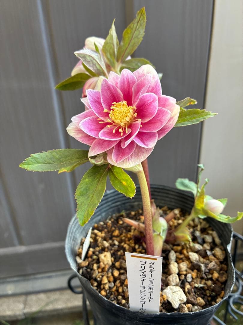 ♡認定♡プリマヴェーラピンクゴールド　開花中