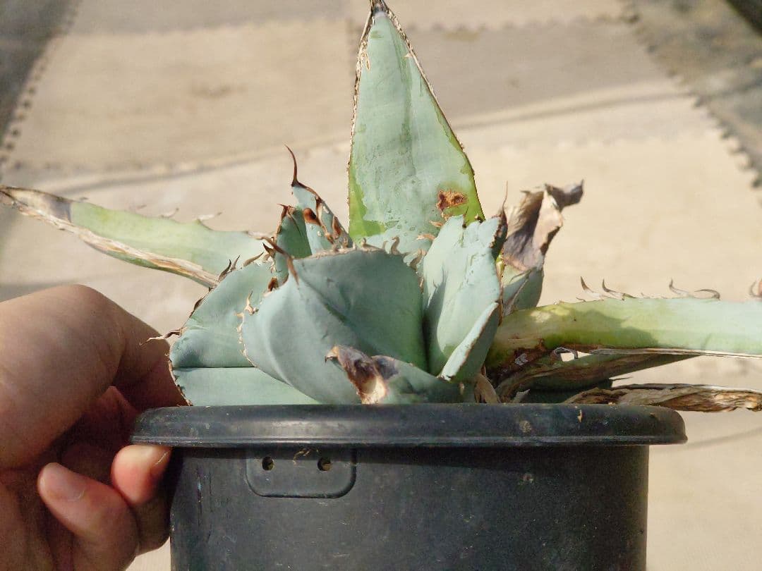 ホワイトアイス　裏トゲ　斑入り