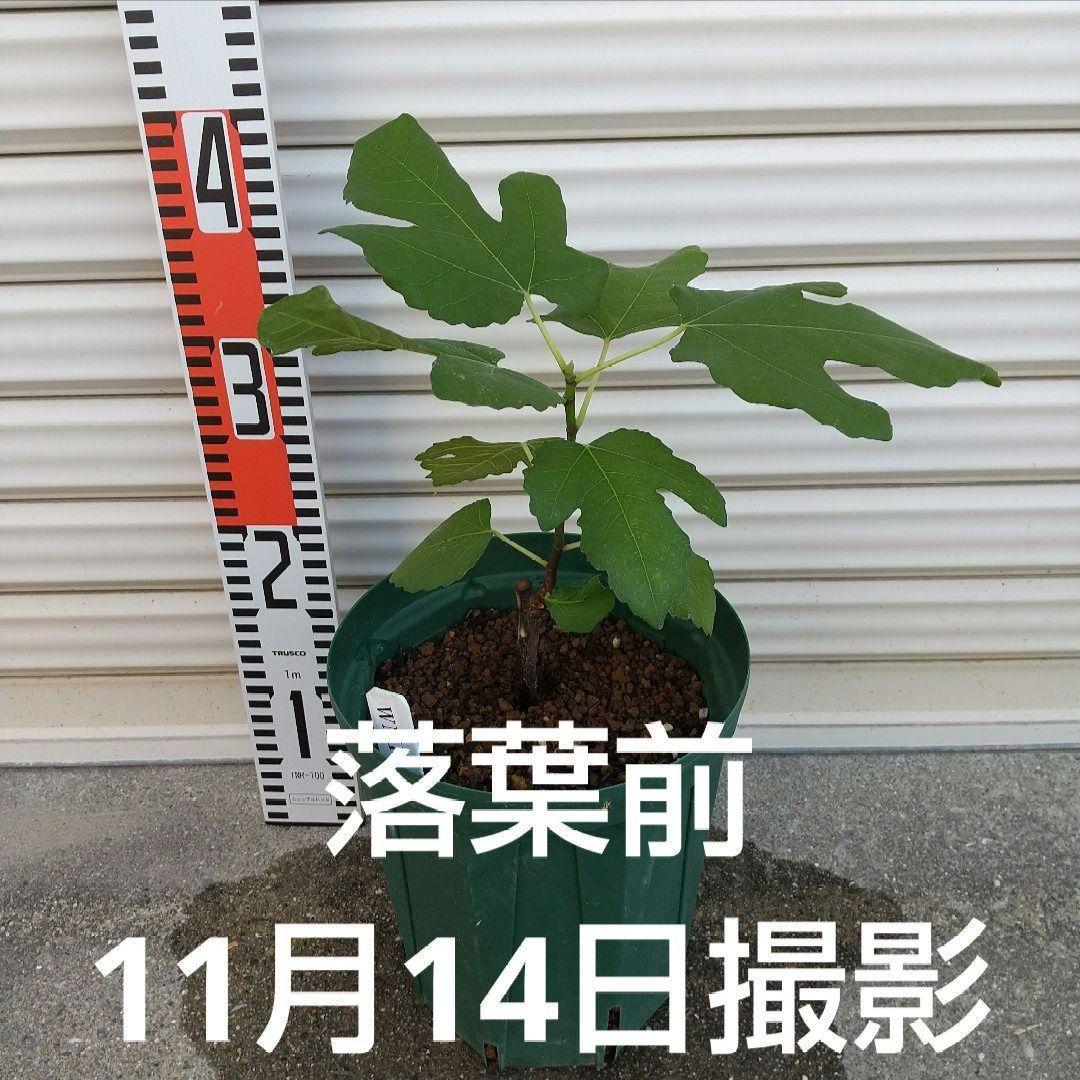 ⑧★希少高級イチジク苗木★【ウォーターメロンラッシュ⑧】〖1月31日撮影〗