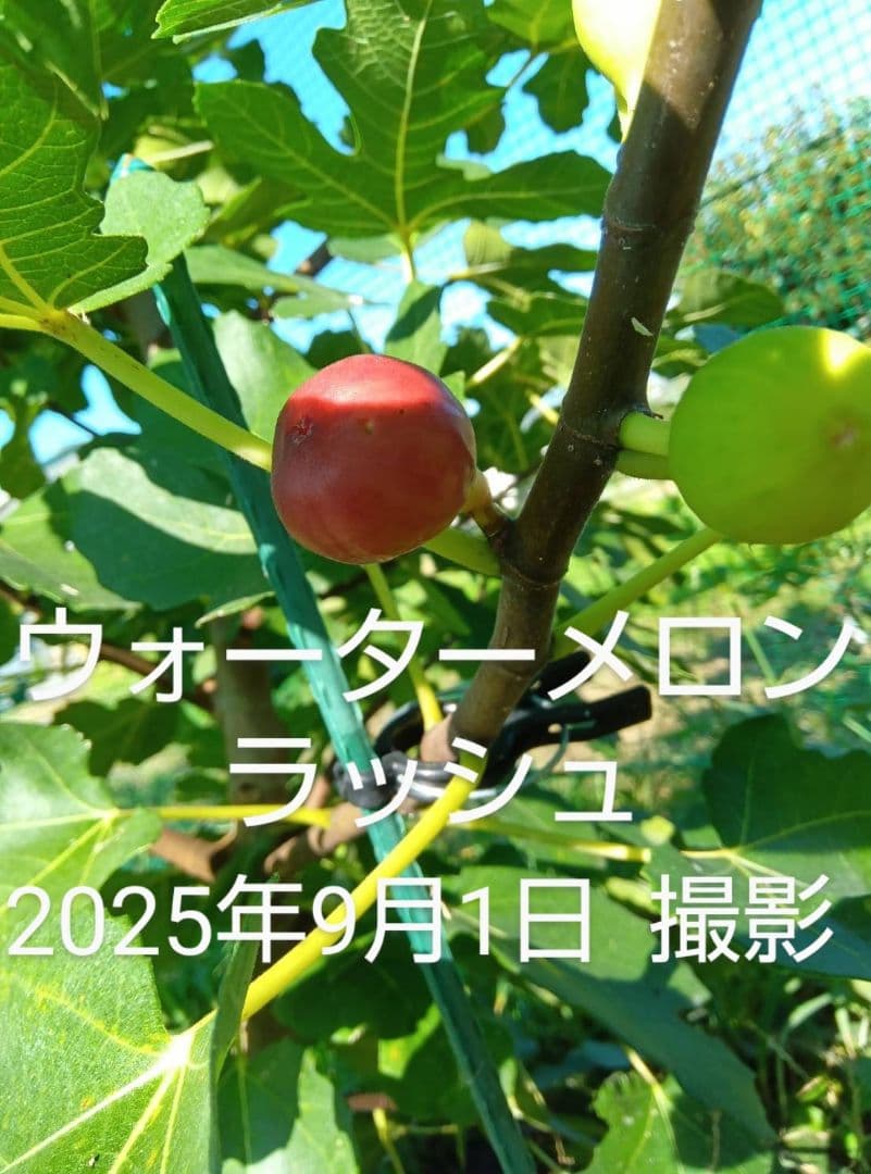 ⑧★希少高級イチジク苗木★【ウォーターメロンラッシュ⑧】〖1月31日撮影〗