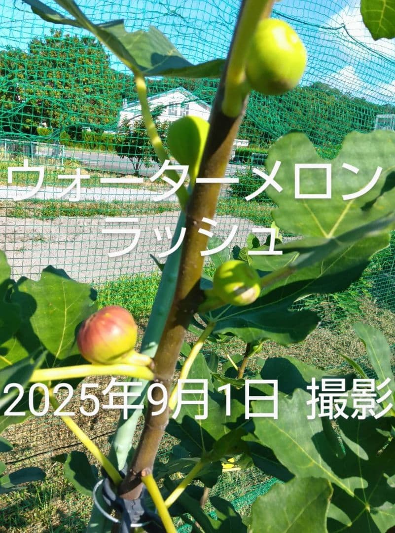 ⑧★希少高級イチジク苗木★【ウォーターメロンラッシュ⑧】〖1月31日撮影〗