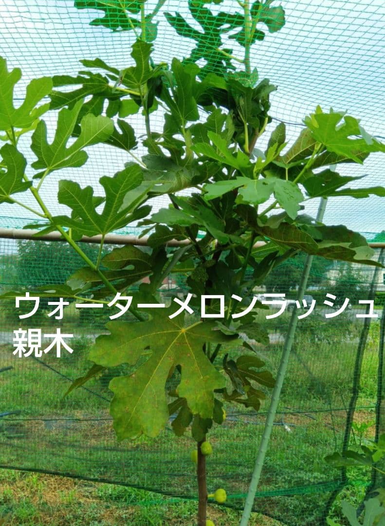 ⑧★希少高級イチジク苗木★【ウォーターメロンラッシュ⑧】〖1月31日撮影〗