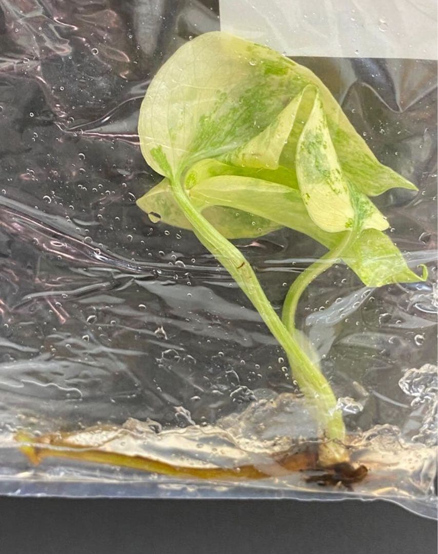 ② モンステラ　レガシー　組織培養