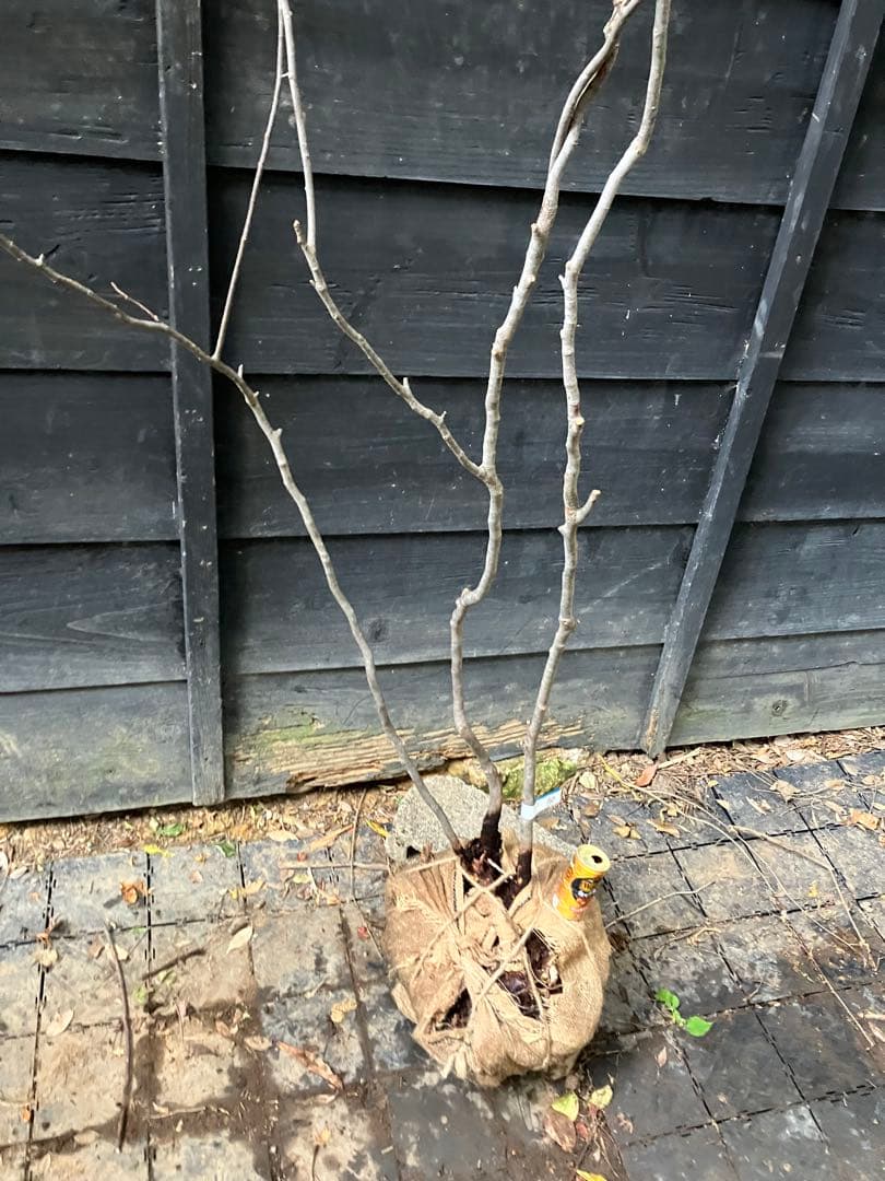 900 山採り　ナツハゼ