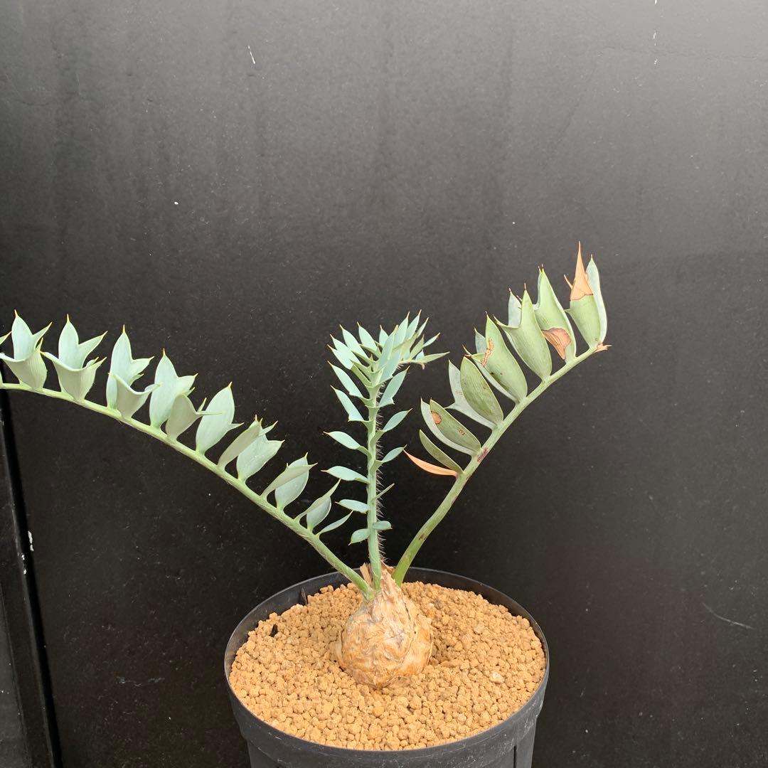 【南ア産・発根済】エンセファラルトス・ホリダス ｜No.3-50