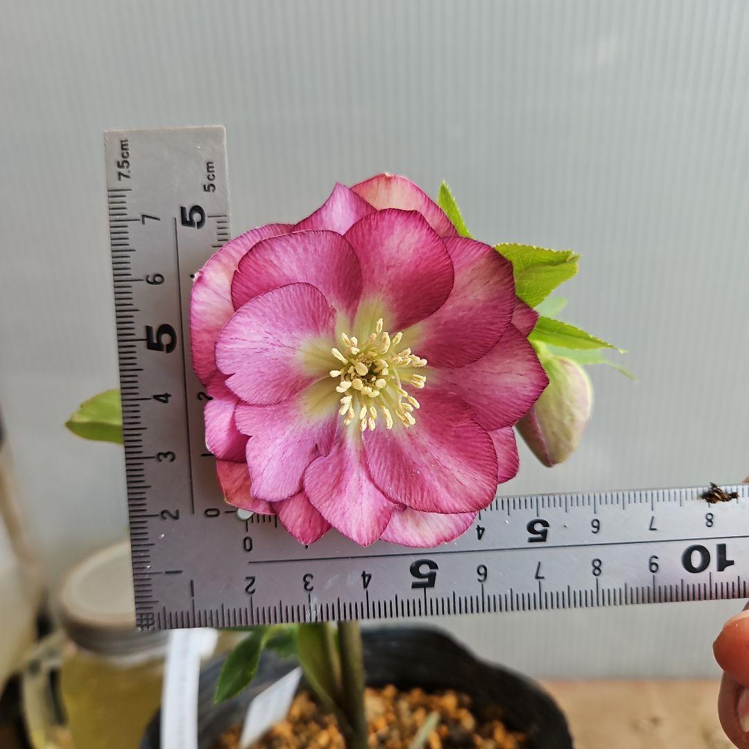 tokotoko様ご購入苗㉖-382クリスマスローズ