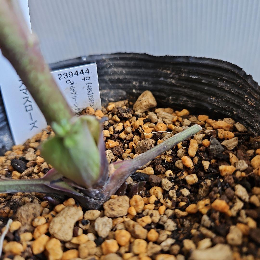 tokotoko様ご購入苗㉖-382クリスマスローズ